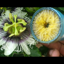 Kit 3 Polinizadores De Maracujá Artificial