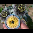 Kit 3 Polinizadores De Maracujá Artificial