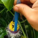 Kit 3 Polinizadores De Maracujá Artificial