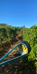 Kit 3 Polinizadores De Maracujá Artificial