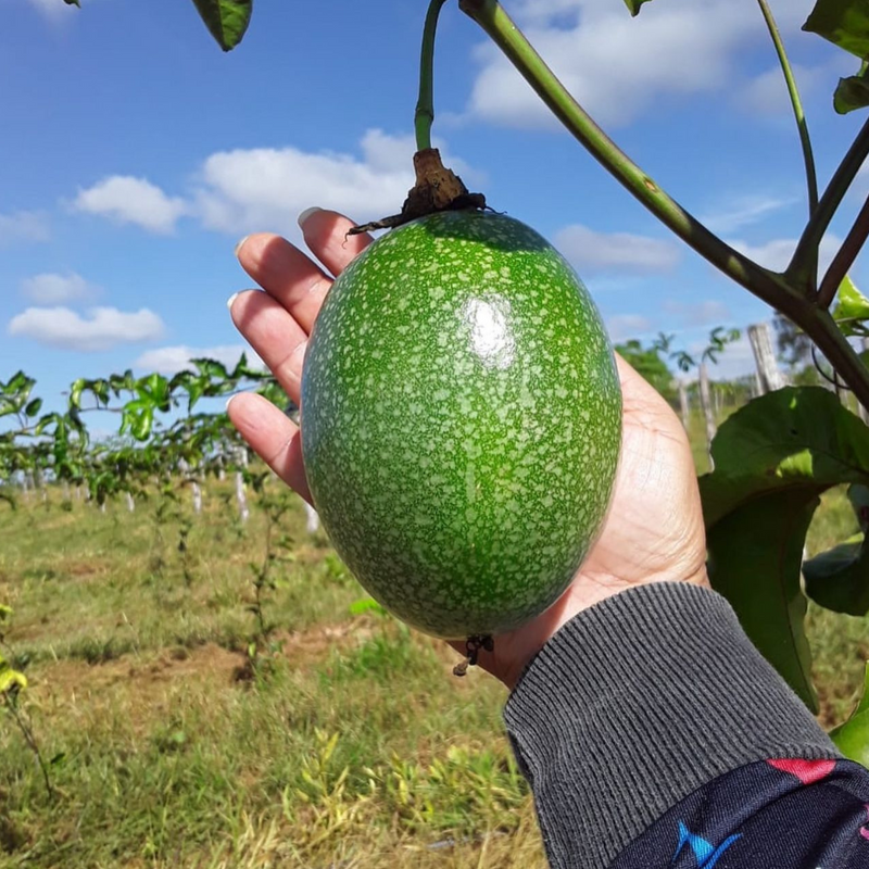 1000 Sementes Maracujá Pingo de Ouro Precoce
