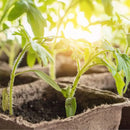 Kit 50 Vasos de Turfa Biodegradáveis – Início Perfeito para Mudas