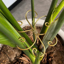 Suporte de Haste para Plantas – Monstera e Trepadeiras