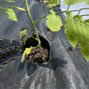 Manta Antiervas Respirável – Tecido Não Tecido Preto Perfurado 60x500cm