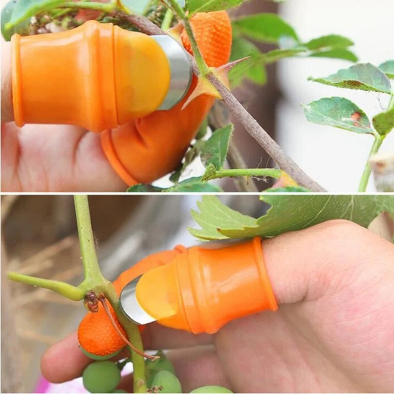 Luva com Unha de Aço para Colheita de Frutas e Hortaliças