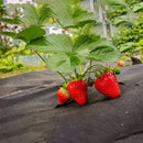 Manta Antiervas Respirável – Tecido Não Tecido Preto Perfurado 60x500cm