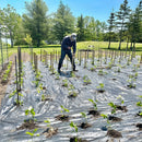 Manta Antiervas Respirável – Tecido Não Tecido Preto Perfurado 60x500cm