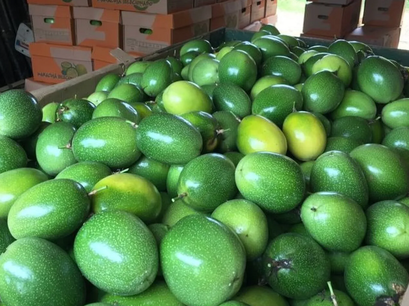 1000 Sementes Maracujá Pingo de Ouro Precoce