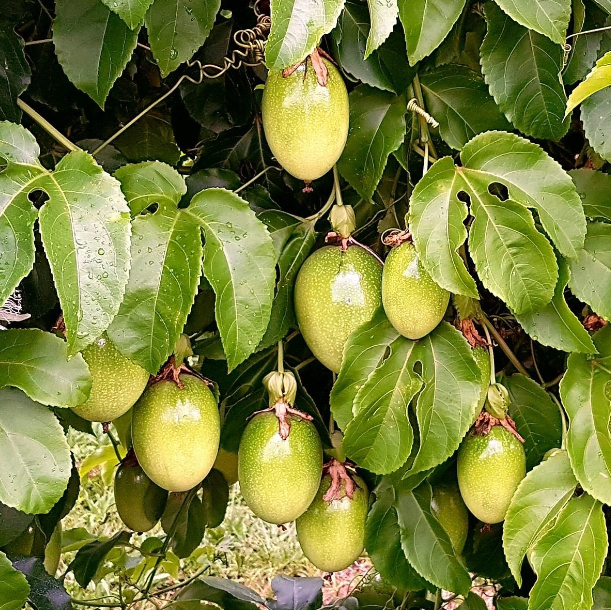 1000 Sementes Maracujá Pingo de Ouro Precoce