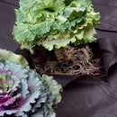 Manta Antiervas Respirável – Tecido Não Tecido Preto Perfurado 60x500cm