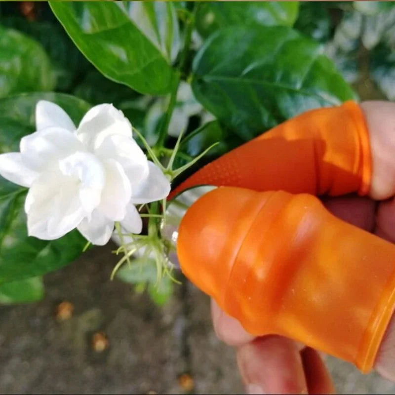 Luva com Unha de Aço para Colheita de Frutas e Hortaliças