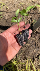 500 Sementes Maracujá Pingo de Ouro Precoce