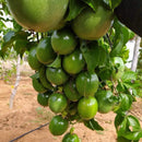 500 Sementes Maracujá Pingo de Ouro Precoce