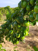 500 Sementes Maracujá Pingo de Ouro Precoce