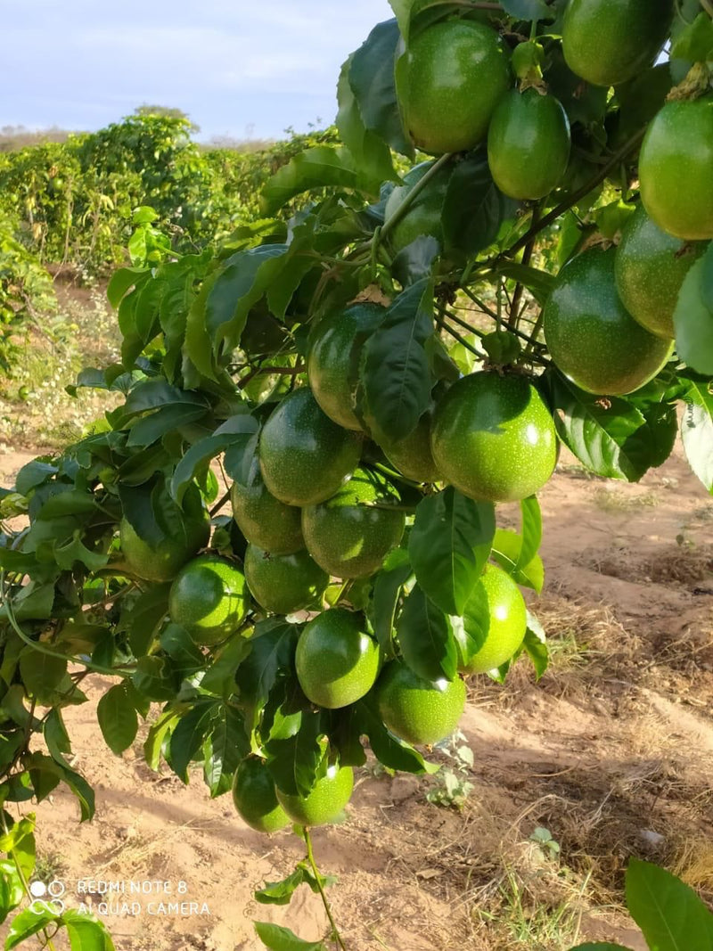 1000 Sementes Maracujá Pingo de Ouro Precoce
