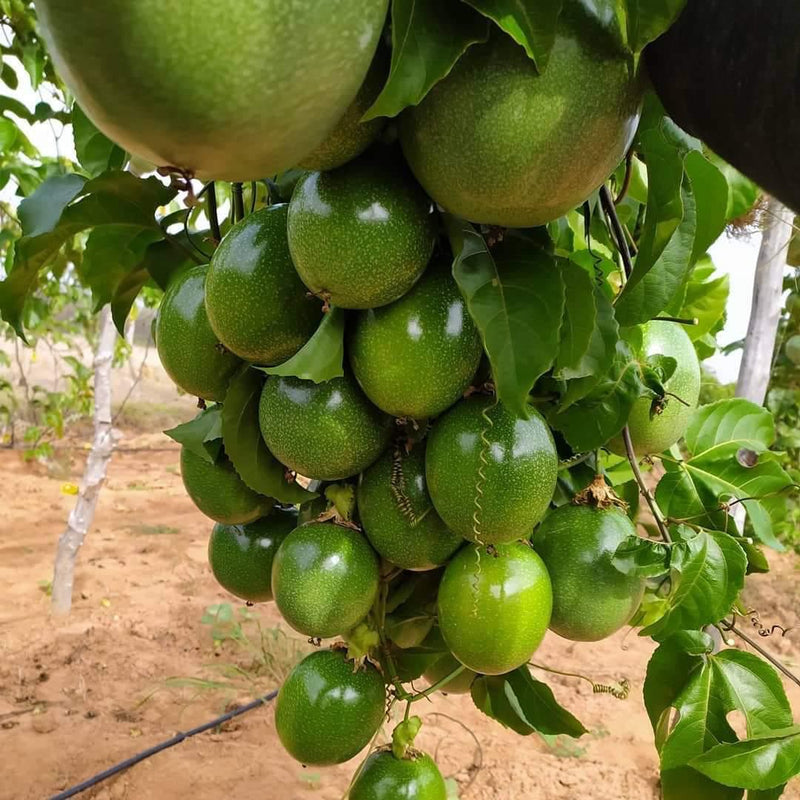 1000 Sementes Maracujá Pingo de Ouro Precoce